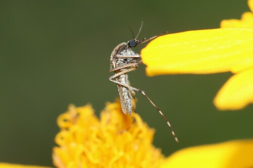 Eastern Saltmarsh Mosquito photo 6