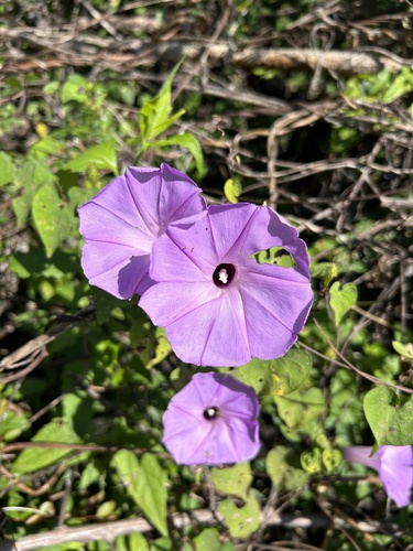 Ipomoea crinicalyx