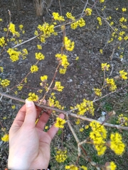 Cornus mas