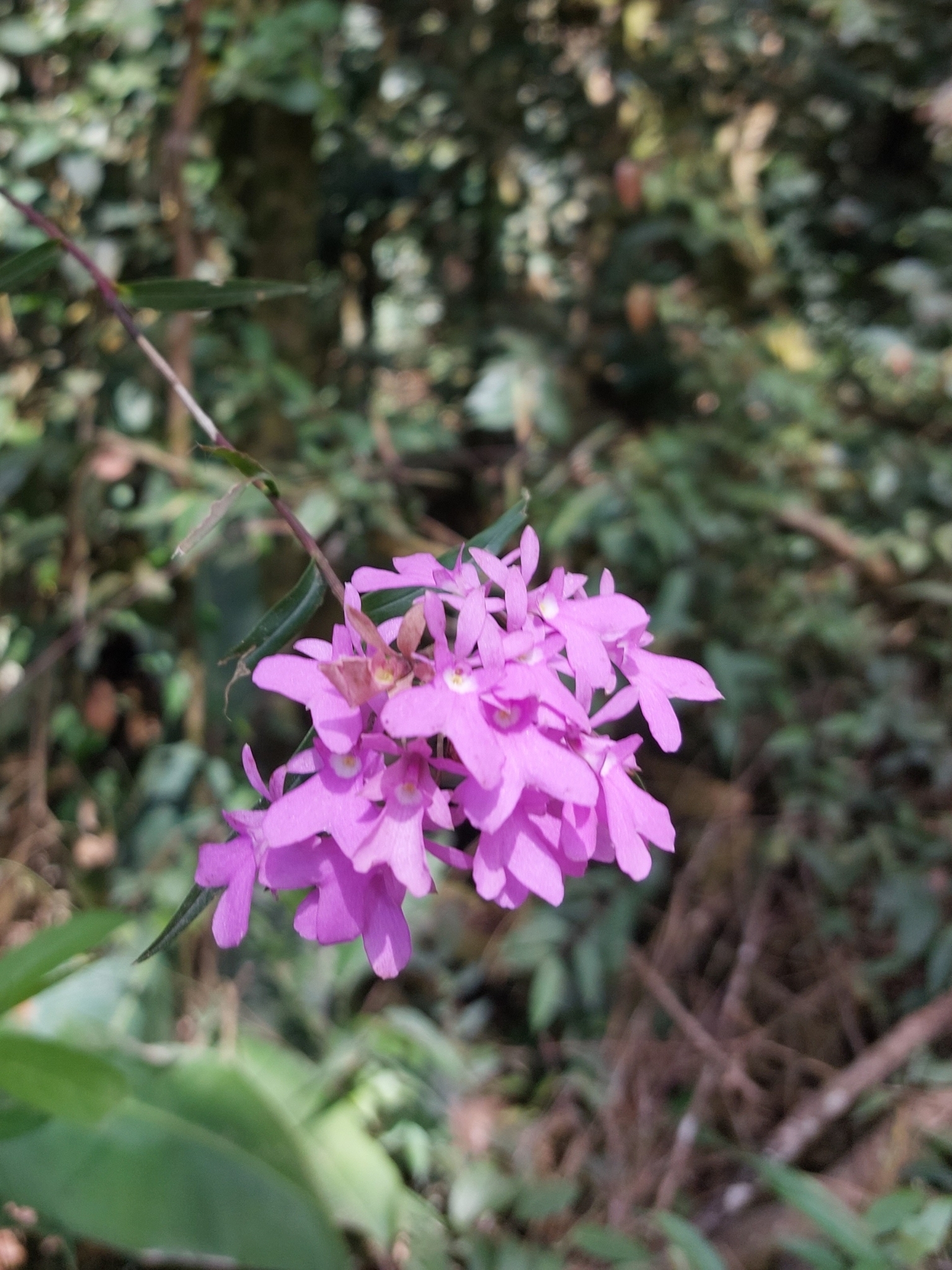 Imagem de Orquídea