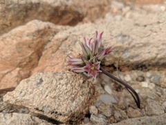 Allium parishii
