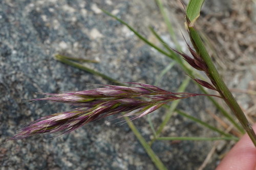 Acrospelion distichophyllum, photograph 5
