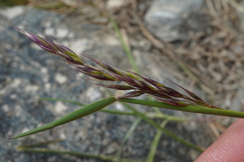 Acrospelion distichophyllum, photograph 4
