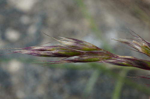 Acrospelion distichophyllum, photograph 6