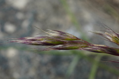 Acrospelion distichophyllum, photograph Patrick Hacker, CC BY, iNaturalist via GBIF