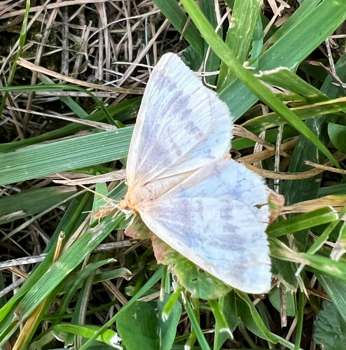 Currant Spanworm Moth and Allies photo 4