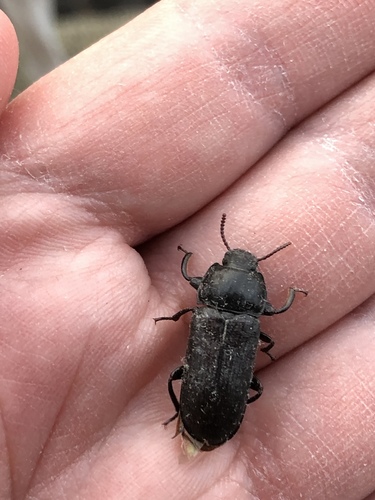 Yellow Mealworm Beetle photo 4