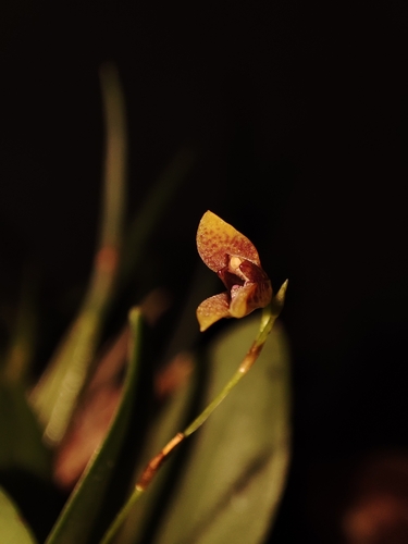 Pabstiella fusca, photograph 4