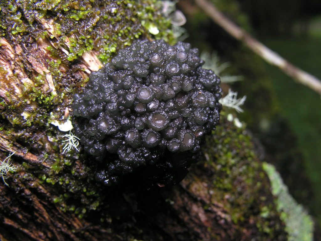 Arctomiales