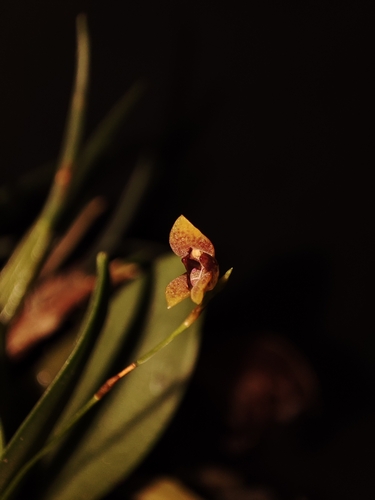 Pabstiella fusca, photograph 5
