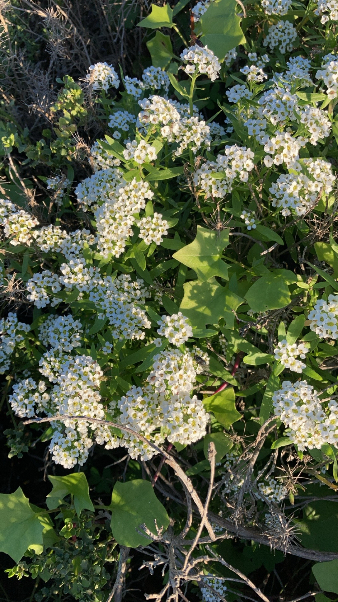 Imagem de Alyssum