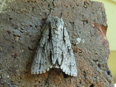 Acronicta lobeliae