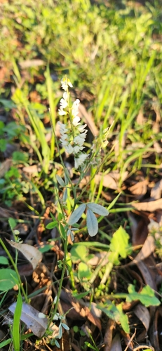 Foto de Melilotus