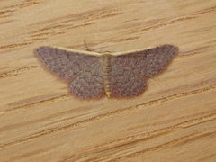 Idaea costaria
