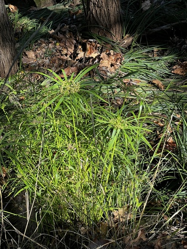 Junco-d'água
