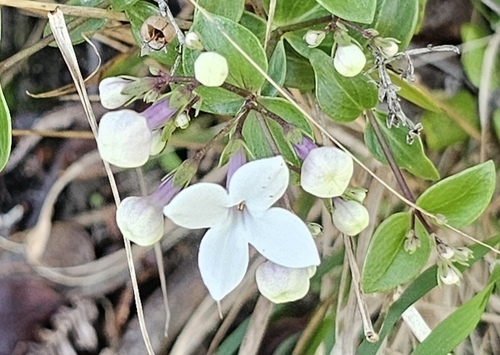 Kadua parvula observed 2023-12-31