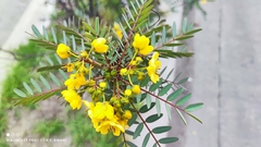 Senna aymara