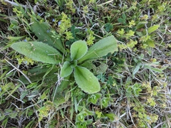 Plantago