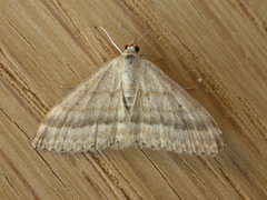 Scopula lydia