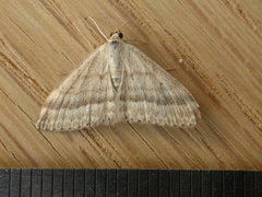 Scopula lydia