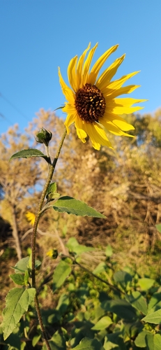 Girassol