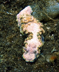 Glossodoris acosti