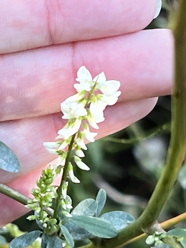 Foto de Melilotus