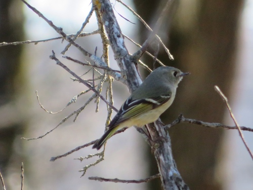 Ruby-crowned Kinglet photographed in Iowa