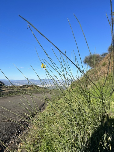 Foto de Giesta