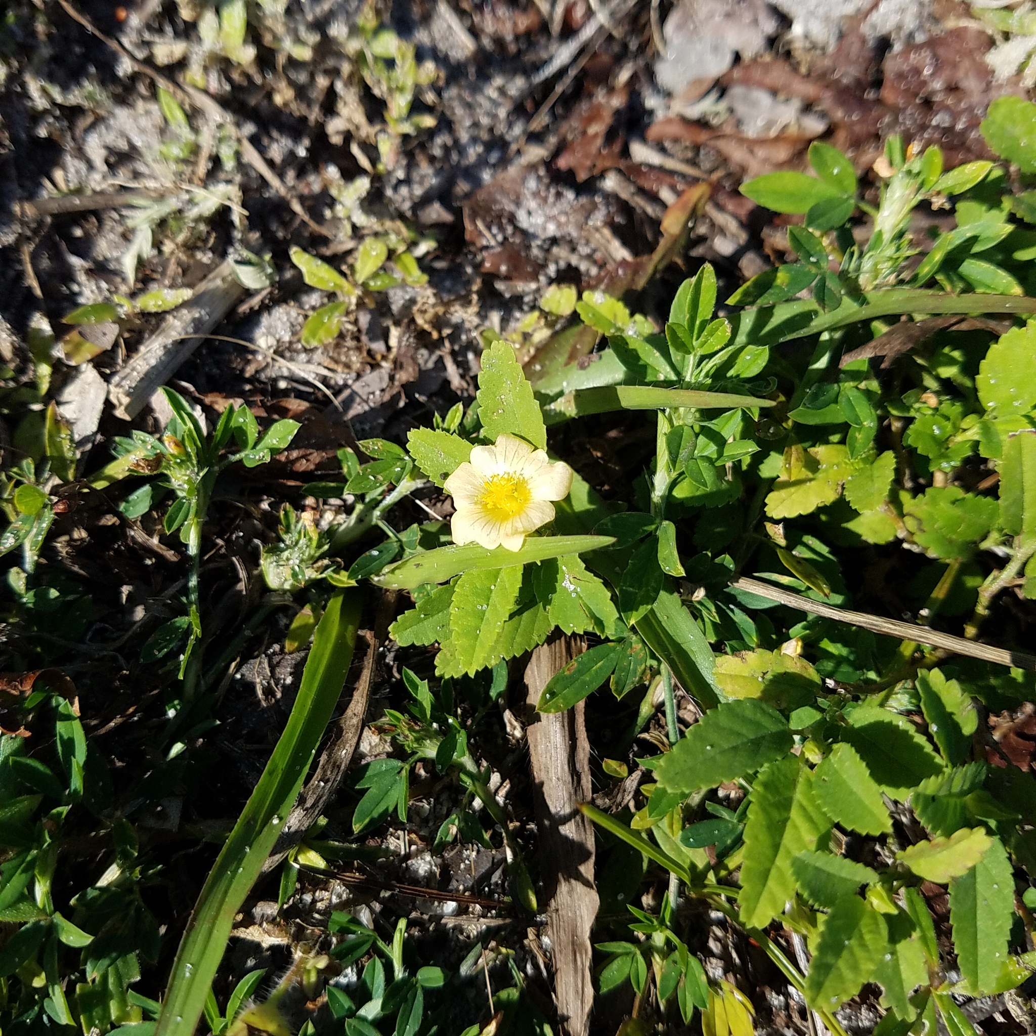 Imagem de Malva-branca