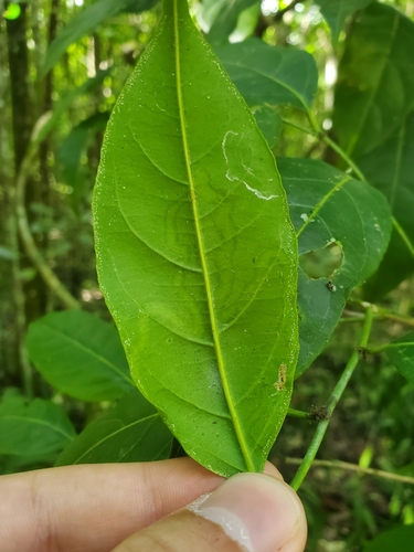 Guaçatonga