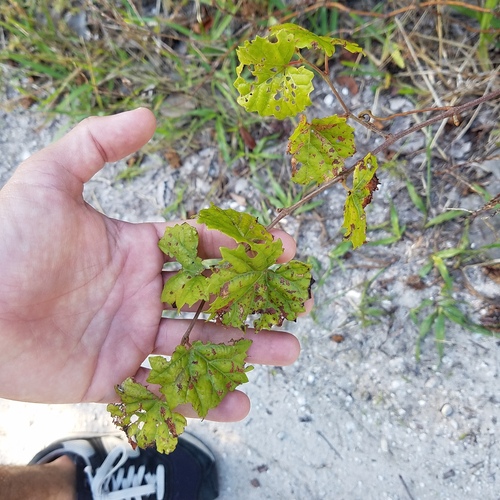 Foto de Uva