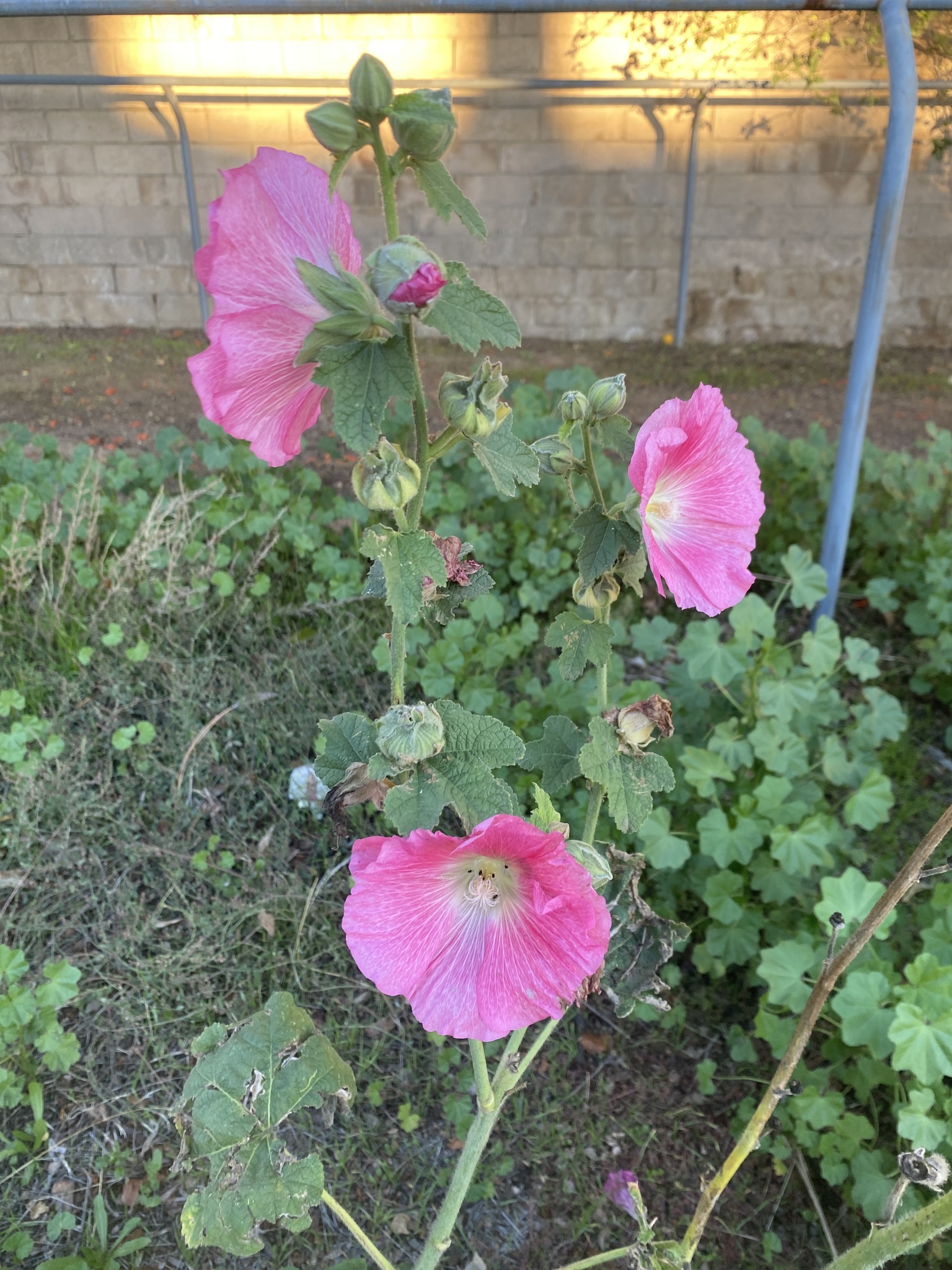 Imagem de Malva-rosa