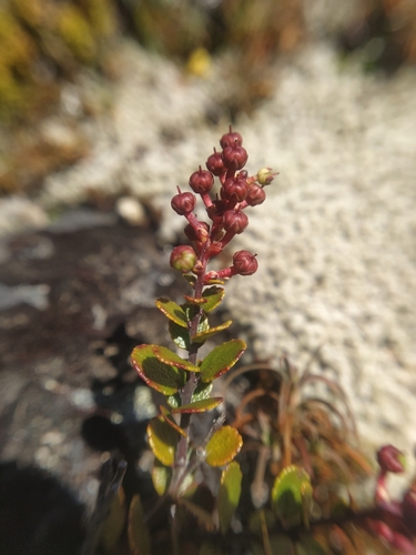 Image of Gaultheria colensoi by (c) Neil Birrell, some rights reserved (CC BY)