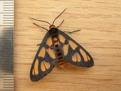 Amata trigonophora