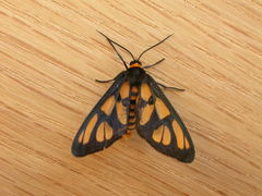 Amata trigonophora