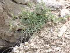 Vicia ludoviciana