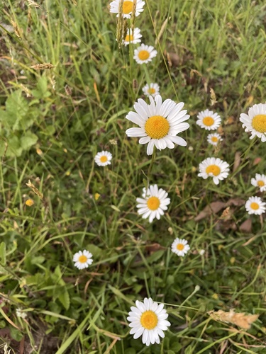 Foto de Margarida