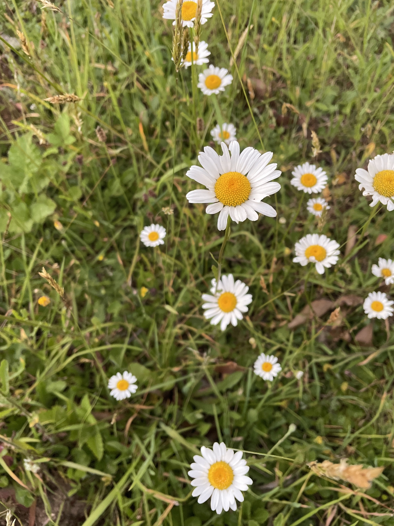 Imagem de Margarida