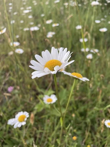 Foto de Margarida