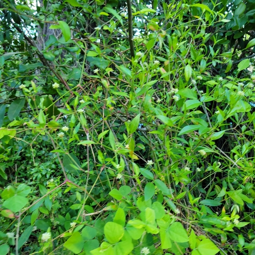 Image of Alternanthera flavescens by no rights reserved