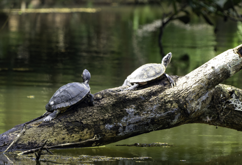 Pond Slider from Pointe-A-Pierre, Trinidad and Tobago, Trinidad and ...