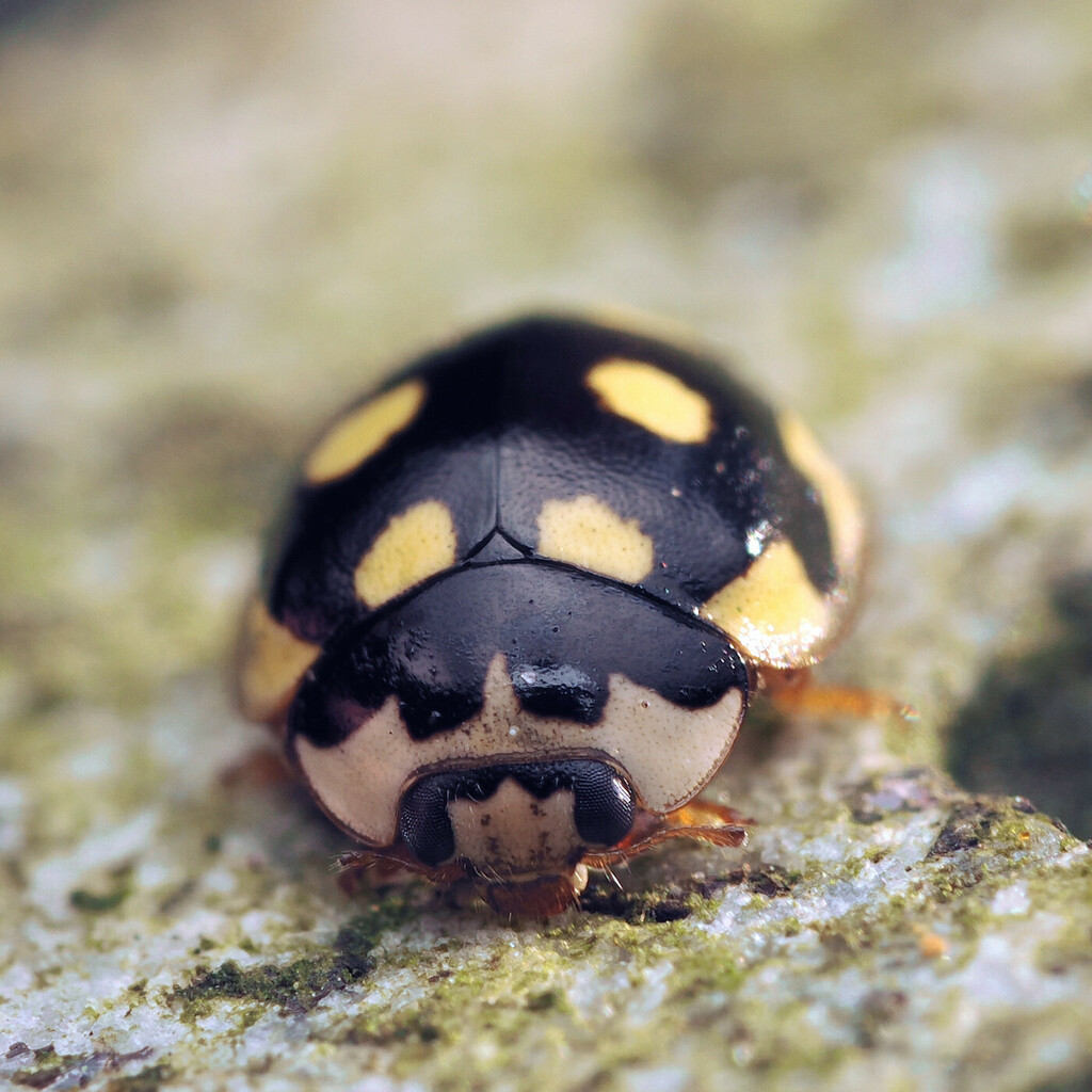 Oenopia hirayamai