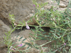 Vicia ludoviciana