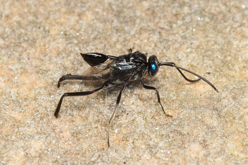 Blue-eyed ensign wasp