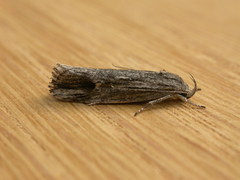 Lichenaula tuberculata