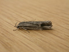 Lichenaula tuberculata