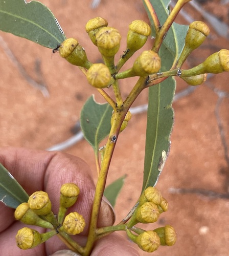 Eucalyptus concinna, 2023-08-29