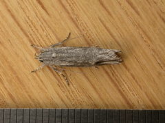 Lichenaula tuberculata