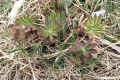 Lupinus perennis